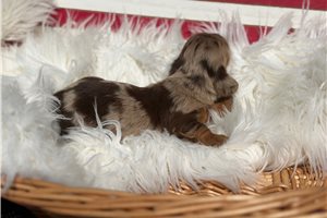Navy - puppy for sale