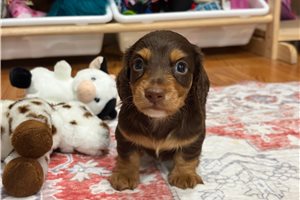 Knox - Dachshund, Mini for sale