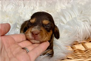 Liberty - Dachshund, Mini for sale