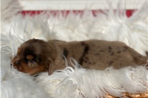 Ivory - puppy for sale