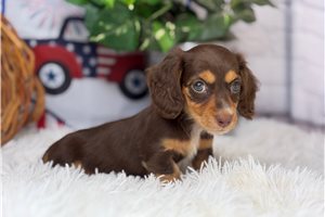 Liberty - Dachshund, Mini for sale