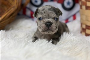 Winston - puppy for sale