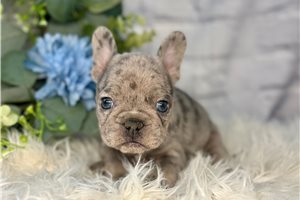 Nora - French Bulldog for sale