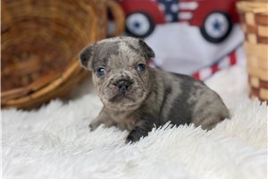Charlotte - French Bulldog for sale
