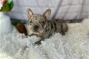 Nora - puppy for sale
