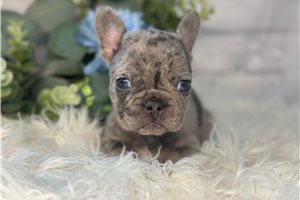 Cora - French Bulldog for sale