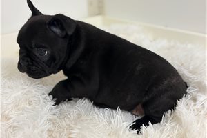 Tater - puppy for sale