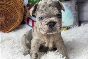 Winston - French Bulldog for sale