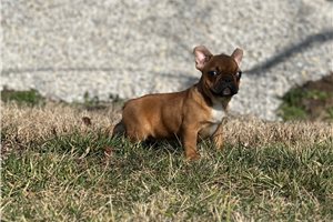 Reid - puppy for sale