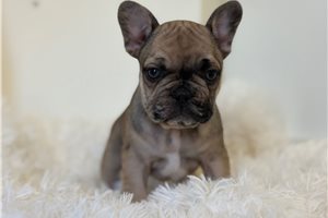 Topper - French Bulldog for sale