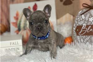 Sawyer - puppy for sale