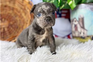Sterling - French Bulldog for sale