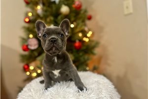 Hunter - French Bulldog for sale