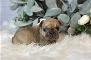 Phoebe - French Bulldog for sale