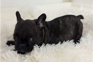 Taz - puppy for sale