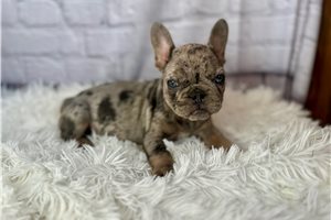 Cora - puppy for sale