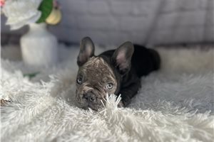 Flora - French Bulldog for sale