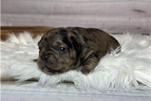 Dolly - French Bulldog for sale