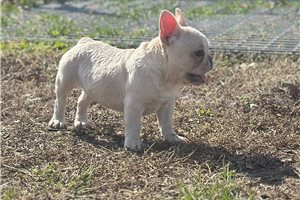 Winter - French Bulldog for sale