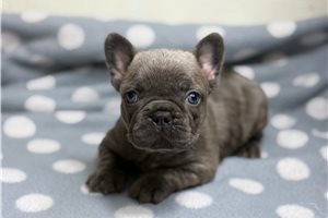 Brinley - French Bulldog for sale