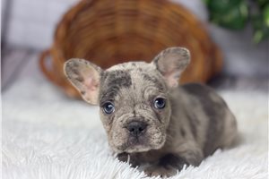 Charlotte - French Bulldog for sale
