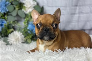 Reid - French Bulldog for sale
