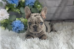 Cora - puppy for sale