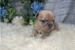 Linus - French Bulldog for sale
