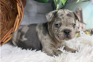 Winston - French Bulldog for sale