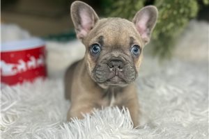 Bella - puppy for sale
