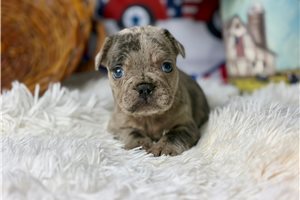 Charlotte - French Bulldog for sale