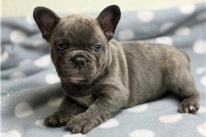 Bear - French Bulldog for sale