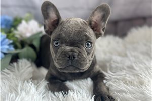 Wilbur - French Bulldog for sale