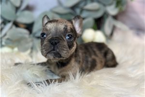 Mabel - puppy for sale