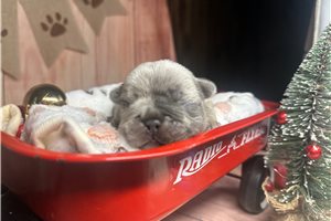 Titus - puppy for sale