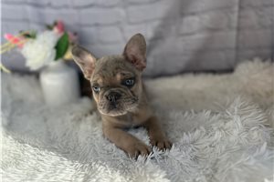 Linus - puppy for sale