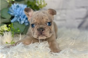 Linus - puppy for sale