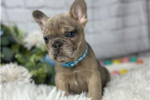 Linus - French Bulldog for sale