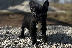 Booker - French Bulldog for sale