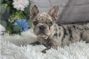 Nora - French Bulldog for sale