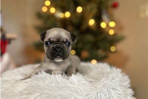 Charlie - puppy for sale