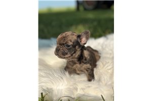 Aaron - French Bulldog for sale