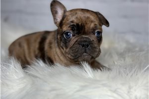 Millie - French Bulldog for sale