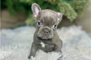 Giaa - French Bulldog for sale