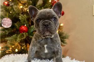 Goldie - puppy for sale