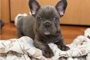 Bear - French Bulldog for sale