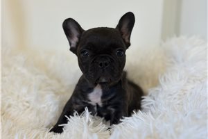 Taz - French Bulldog for sale