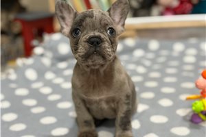 Charlotte - French Bulldog for sale