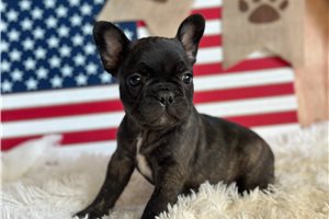 Chief | Puppies For Sale at Pawrade