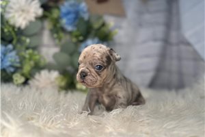 Nora - puppy for sale